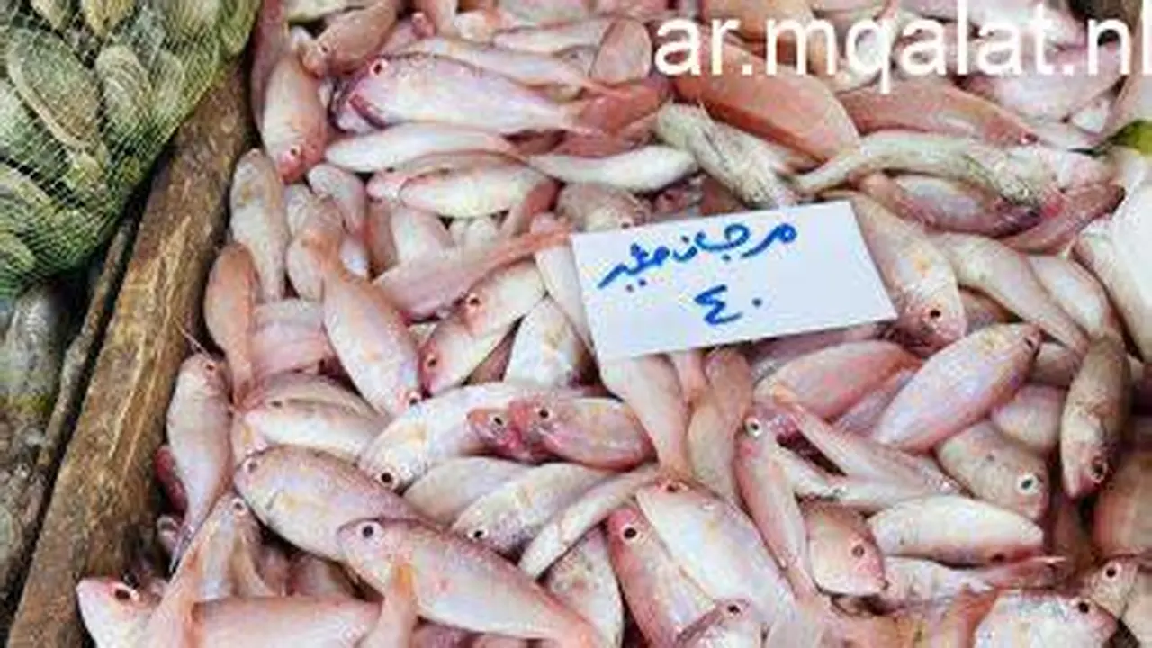 تقلبات أسعار الأسماك في أسواق كفر الشيخ اليوم الأربعاء 4 مارس